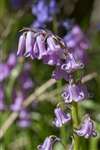 Common bluebells, Arinagour, Coll. 