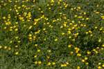 Buttercup field, Arinagour, Coll