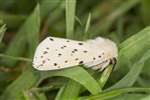 White Ermine Moth, Coll