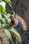 Comma butterfly on Buddleia, North Yorkshire