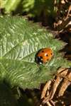 7-spot Ladybird on a Leaf