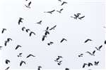 Flock of Lapwings in flight, Staveley, North Yorkshire
