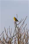 Male Yellowhammer, RSPB Skinflats