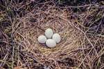 Hen harriers nest with 4 eggs, Drymen