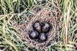 Snipe nest with 4 eggs in Turner Moor, Drymen