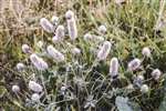 Hares-foot clover, Prestwick