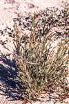 Grass-leaved Orache, Barassie