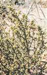 Common Saltwort, Barassie