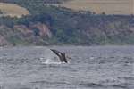 Bottlenose dolphin jumping, Chanonry Point