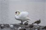 Mute swan and Herring gulls, Hogganfield Loch