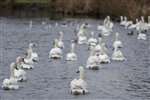 Mute swans, Hogganfield Loch