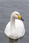 Whooper swan, Hogganfield Loch