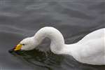 Whooper Swan, Hogganfield Loch