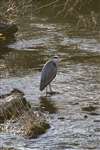 Grey Heron, Kelvingrove Park