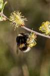 Buff-tailed bumblebee on Pussy Willow, Coll