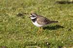 Ringed plover, Coll