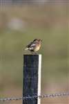 Female Stonechat, Isle of Coll