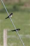 Barn swallows, Coll