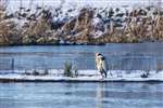 Grey heron on floating island, Hogganfield Loch