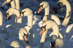 Mute swans at Hogganfield Loch