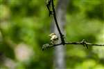 Wood Warbler in Ross Wood, Sallochy