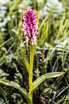 Early Marsh Orchid at Claddach, Islay
