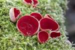 Scarlet Elf Cup fungus, Lochwinnoch