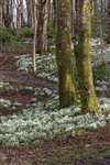 Snowdrops, Lochwinnoch