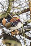 Mandarin duck, Pitlochry