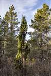 A healthy Juniper in Abernethy Forest