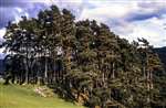 Scots pine, Loch Tummel, Perthshire