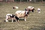 Jacob's Sheep, Thornhill, Stirling