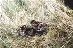 Redshank chicks, Deils Craig moor, Strathblane