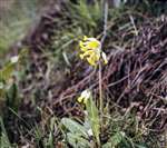 Cowslips, Carbeth, Stirlingshire