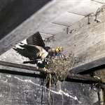 Swallows at nest, Pollok, Glasgow