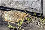 Hedgehog, Kelvingrove