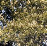 Horse chestnut tree flowers, Pollok, Glasgow