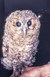 Juvenile Tawny owl, Kelvingrove Museum