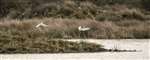 Little egrets in flight, Garnock Floods