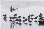 Black-tailed Godwit flock, Kinneil