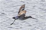 Black-tailed Godwit in flight, Kinneil