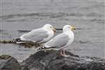 Herring gulls, Kyles of Bute