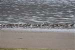 Flock of Redshank and Dunlin, Boden Boo, Renfrewshire