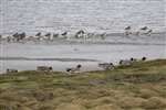 Group of Wigeon, Boden Boo