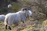 Blackface sheep and Broom bush, Dunkeld