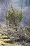Juniper bush, The Glack, Dunkeld
