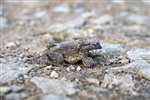 Dead Common Toad, Dunkeld