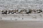 Flock of Redshank, Oystercatcher and Dunlin, Boden Boo