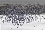 Flock of Black-tailed godwits, Kinneil