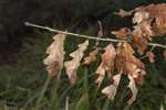 Pedunculate oak leaves, Hogganfield Park